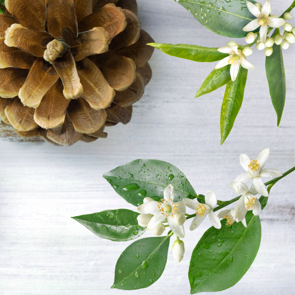 Cedarwood & Neroli Dead Sea Bath Salt – Calm, Ground & Replenish (14oz)